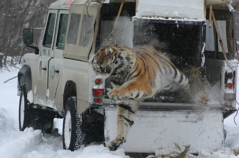 Wild Tiger Health News Wild Life Vets International